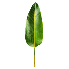 Fototapeta premium Tropical leaf, vibrant green