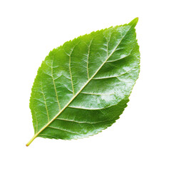 Obraz premium Close-up of a vibrant green leaf