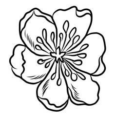 Free hand Sakura flower vector set, Beautiful line art Peach blossom isolate on white background.Cherry blossom illustration set.Element for weding card or printing on backdrop.
