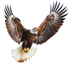 Obraz premium Majestic Eagle in Flight