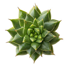 Fototapeta premium Succulent plant, rosette shape