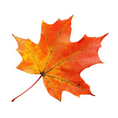 Fototapeta premium Vibrant Autumn Leaf (2)