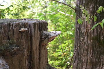 木の幹に生える白いキノコ