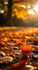 Golden Autumn Path: Sunlit Maple Leaves