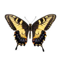 Fototapeta premium Close-up of a butterfly with intricate patterns