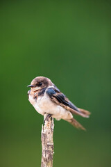 blue tit on a branch