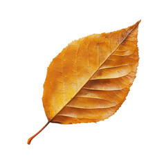 Fototapeta premium Autumn leaf close-up