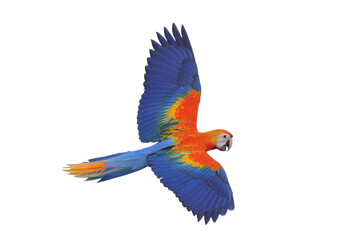 Colorful flying Camelot Macaw parrot isolated on transparent background png file