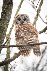 Barred Owl Close-Up Portrait on Tree