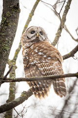 Barred Owl Close-Up Portrait on Tree