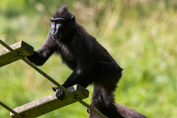 macaque noir à crête