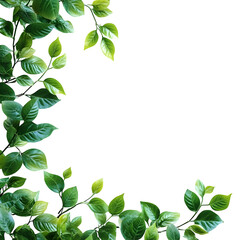 Fototapeta premium Fresh green leaves Isolated White Background
