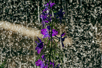 Purple milkweed flowers being watered with sprinkler