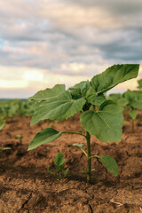 A young sunflower seedling emerges from cracked soil in a vast field under a dramatic sunset sky, symbolizing growth and resilience