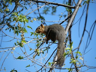 Squirrel foraging in spring trees, Boulder, Colorado