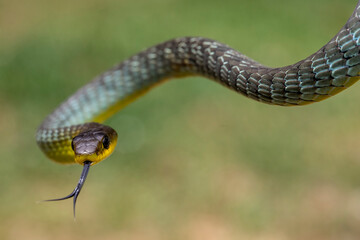 Australian Common Tree Snake flickering it's tongue
