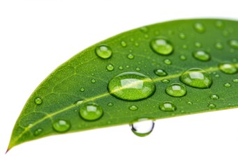 Green leaf covered with water droplets