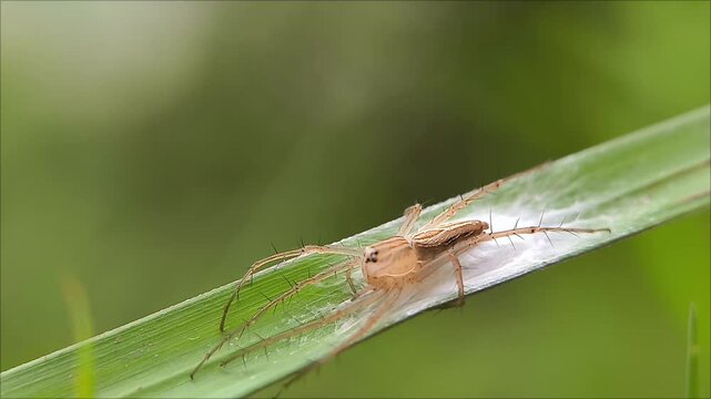 Yellow sac spider (genus Cheiracanthium) on green leaf. Nature background
