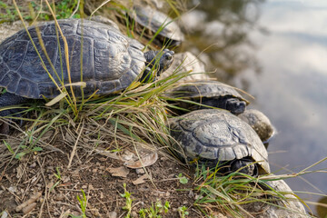 tortoise from Greece closse to the water