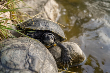 tortoise from Greece closse to the water