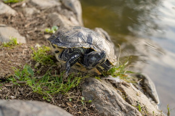 tortoise from Greece closse to the water