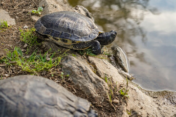 tortoise from Greece closse to the water