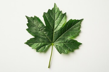 Close up of single green leaf with jagged edges on a white surface