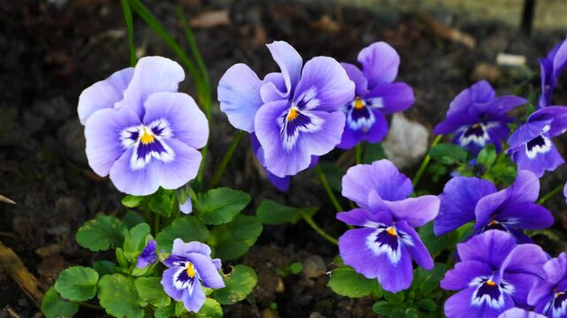 Macro view of vivid purple pansy flowers blooming fresh in spring garden bed