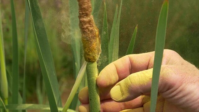 Yellow pollen bursts from Typha domingensis (southern cattail) flower head in detailed macro view, showing natural pollination process.