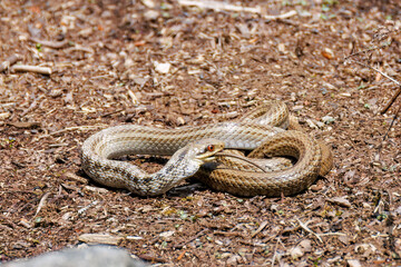 ニホントカゲ（トカゲ科）を丸呑みするシマヘビ（ナミヘビ科）
