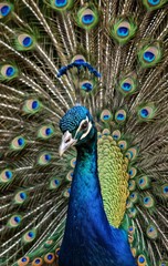 Obraz premium Majestic Peacock with its feathers fully spread, showcasing the iridescent blues, greens, and browns