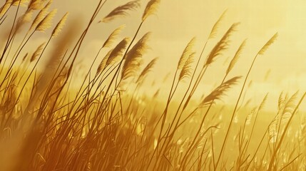 Fototapeta premium Sunlit tall grass gently swaying in the warm breeze under a clear blue sky in nature
