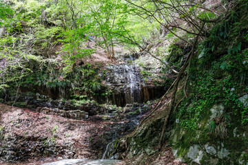 新緑が美しい。
神奈川県清川村、早戸川林道-2025年
