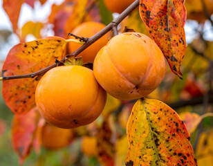 Close-up of juicy persimmons on tree branches, surrounded by colorful autumn leaves