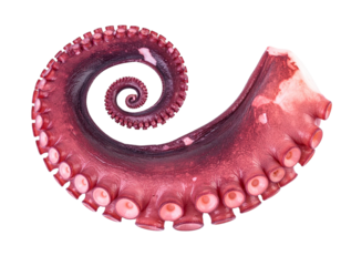 A curled octopus tentacle displaying rows of suction cups and rich texture.
