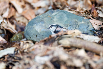 泉で水浴びをする可愛いエナガ（エナガ科）の群れ
英名学名：long-tailed tit (Aegithalos caudatus) 
神奈川県秦野市、弘法山公園、権現山バードサンクチュアリにて
新緑が美しい。
神奈川県清川村、早戸川林道-2025年
