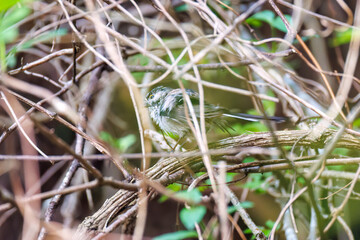 泉で水浴びをする可愛いエナガ（エナガ科）の群れ
英名学名：long-tailed tit (Aegithalos caudatus) 
神奈川県秦野市、弘法山公園、権現山バードサンクチュアリにて
新緑が美しい。
神奈川県清川村、早戸川林道-2025年
