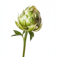 Obraz premium Unopened Green Peony Bud Close Up