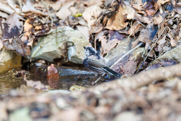 泉で水浴びをする可愛いエナガ（エナガ科）の群れ
英名学名：long-tailed tit (Aegithalos caudatus) 
神奈川県秦野市、弘法山公園、権現山バードサンクチュアリにて
新緑が美しい。
神奈川県清川村、早戸川林道-2025年
