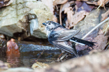 泉で水浴びをする可愛いエナガ（エナガ科）の群れ
英名学名：long-tailed tit (Aegithalos caudatus) 
神奈川県秦野市、弘法山公園、権現山バードサンクチュアリにて
新緑が美しい。
神奈川県清川村、早戸川林道-2025年
