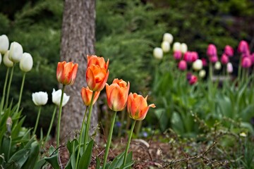 Vibrant Tulip Garden in Bloom