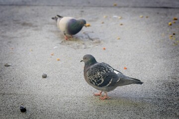 Pigeons Foraging on Concrete Surface