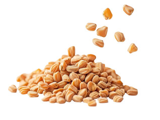 Pile of Raw Wheat Grains with Falling Seeds on a White Background, Ideal for Cooking and Baking Recipes on transparent background
