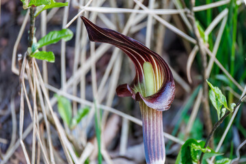 美しいマムシグサ（サトイモ科）の花
英名学名：Jack in the pulpit (Arisaema...