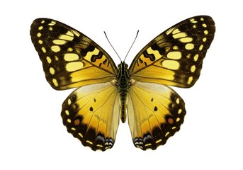 Isolated yellow butterfly with black and brown markings on a white background