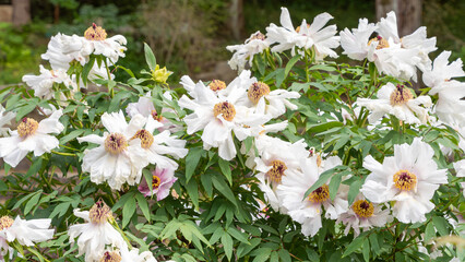 豪華に咲き誇る白い牡丹の群生