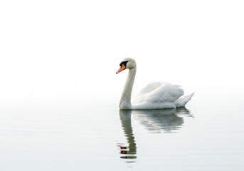 Fototapeta premium A serene white swan swimming gracefully in calm water with a clear reflection against a bright white background