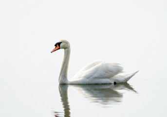 Fototapeta premium Elegant mute swan gliding across calm water with a soft reflection in the light, neutral environment