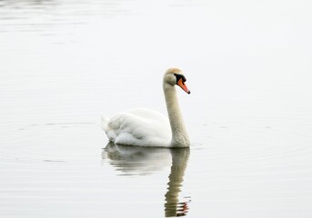 Fototapeta premium Mute swan swims serenely on a calm body of water with its reflection visible below it