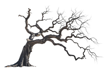 Obraz premium Lonely Twisted Tree with Intricate Bare Branches